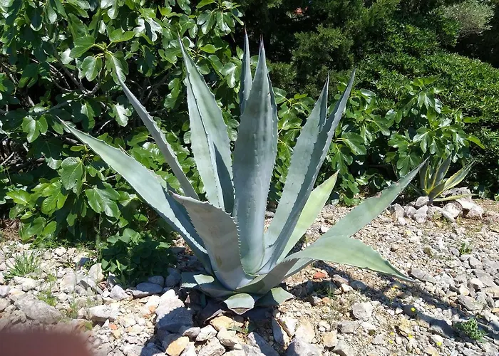 Apartment Dunoti Krk Town