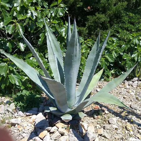 Lägenhet Dunoti Krk Town